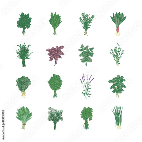 Bunch of herbs set Oregano, Fenugreek, Rosemary, Mint, Arugula, Thyme, Parsley, Lavender, Tarragon, Basil, Dill, Scallion, Ramson, Cilantro, Sage, Lovage. Flat style.