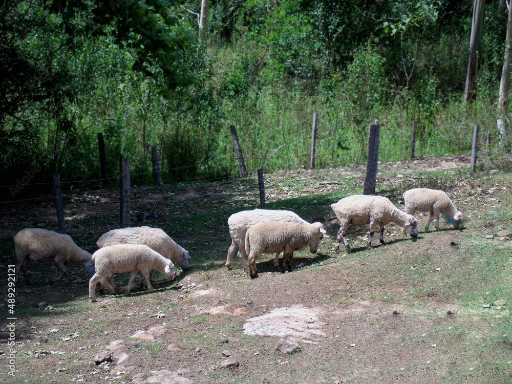 Fototapeta premium sheep in the field