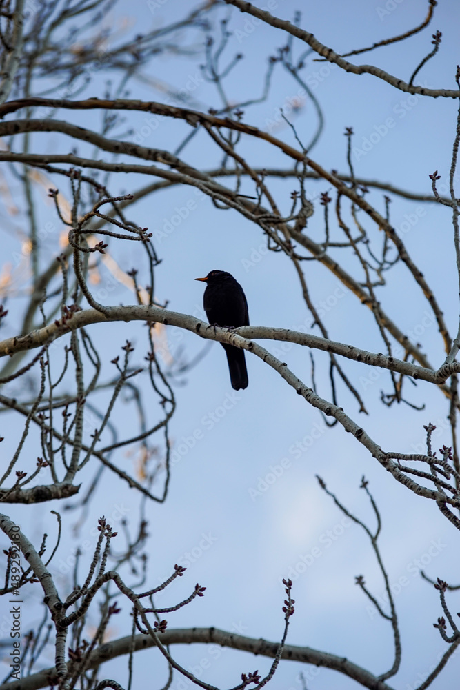 Obraz premium crow on tree