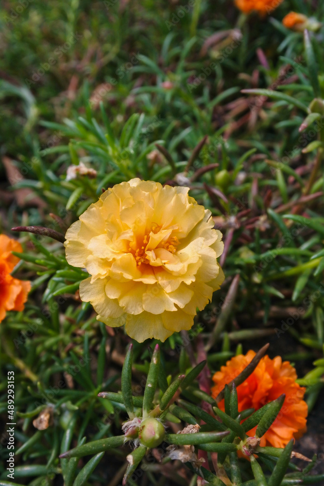 blooming yellow moss rose flower blooming yellow moss rose flower