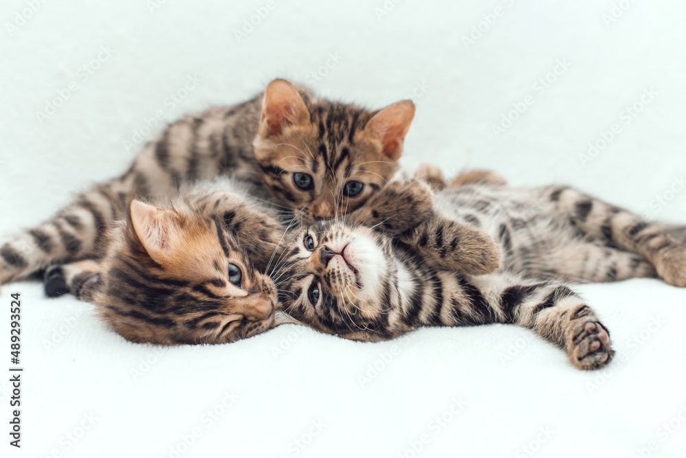 Three cute bengal kittens laying on a furry white blanket. Three cute bengal kittens laying on a furry white blanket.