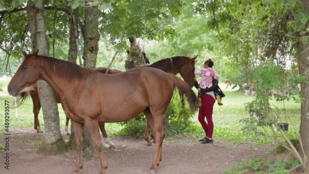 Untamed wild horses surrounded a mother child in the woods Untamed wild horses surrounded a mother child in the woods