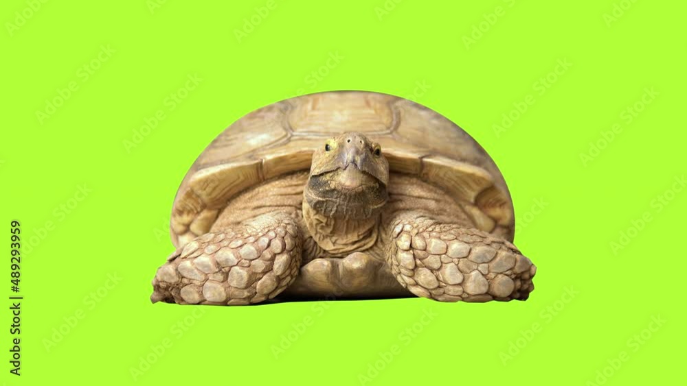 Big old turtle close up on green screen
