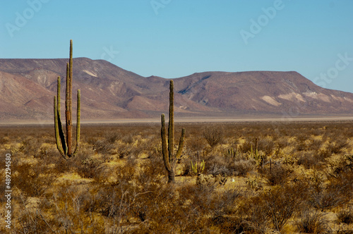 Mexican giant cardon or elephant cactus  is a species in  the central, Baja Mexico, desert  photo