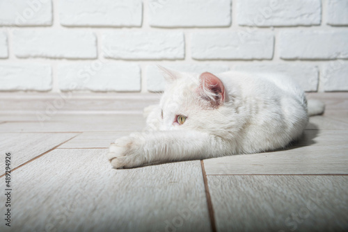 Portrait of a domestic cat of white color with big eyes. Cute clean cat. White cat with a pink nose. White Russian breed of cats.