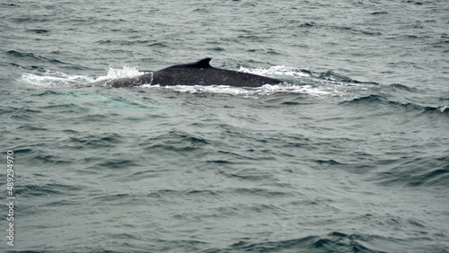 Humpback whale in Machalilla National Park off the coast of Puerto Lopez, Ecuador