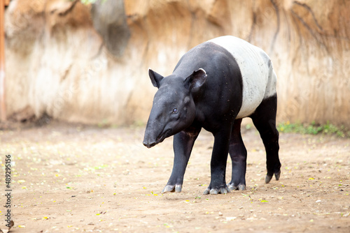 tapirus walking down the desert photo
