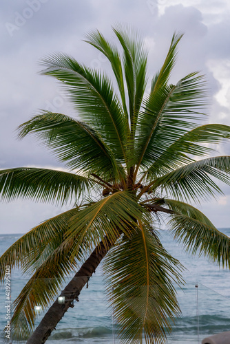coconut tree with the beach behind  © Tom