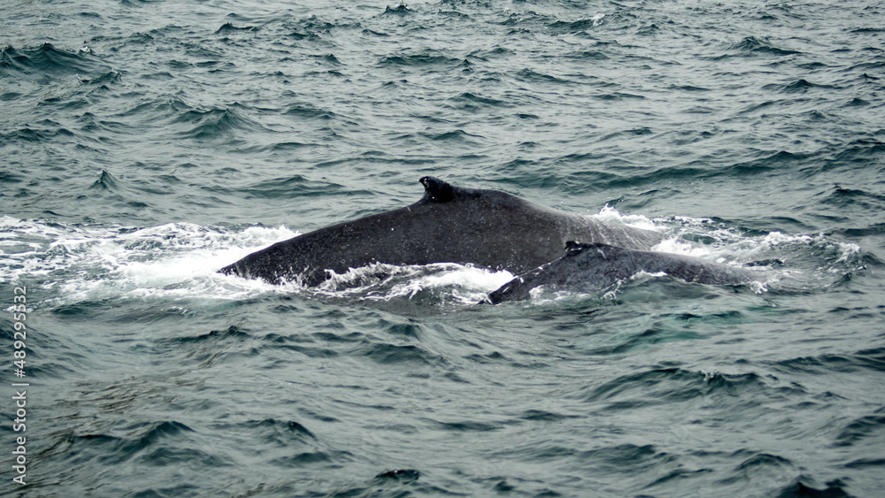 Obraz premium Humpback whales in Machalilla National Park off the coast of Puerto Lopez, Ecuador