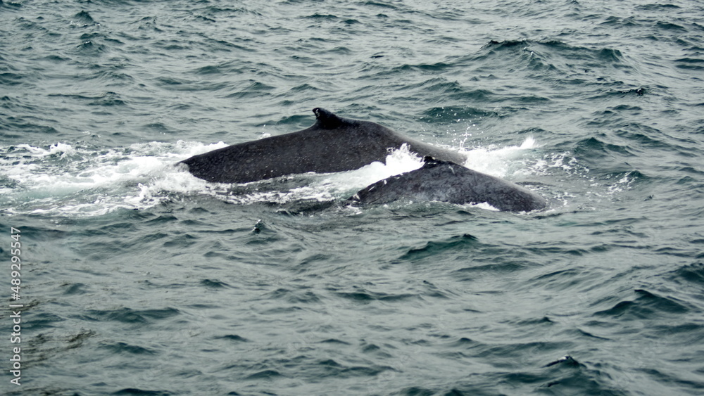 Fototapeta premium Humpback whales in Machalilla National Park off the coast of Puerto Lopez, Ecuador