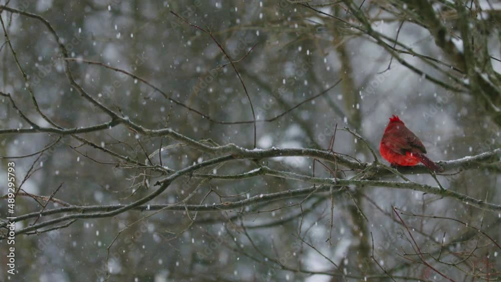 Cardinal flying from branch during snow, Super Slo-mo Cardinal flying from branch during snow, Super Slo-mo