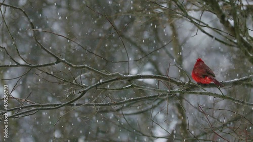 Cardinal flying from branch during snow, Super Slo-mo