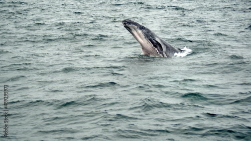 Baby humpback whale breaching in Machalilla National Park off the coast of Puerto Lopez, Ecuador photo