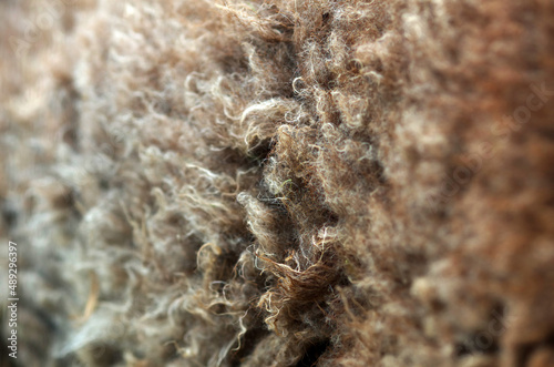 Animal fur close up. Background 