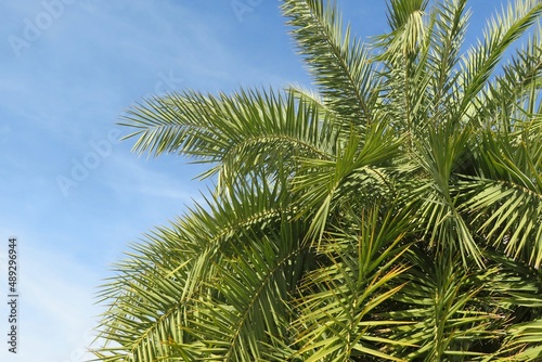 Palm tree branches on blue sky background