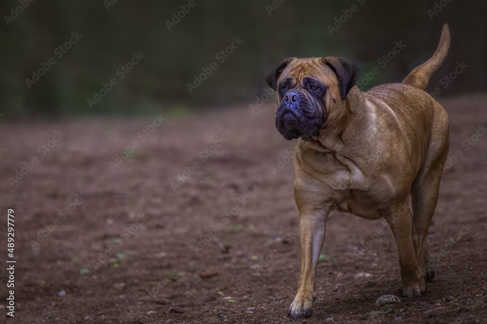 2022-02-24 A LARGE BULLMASTIFF WITH NICE EYES ON ALERT WALKING THROUGH A OFF LEASH DOG AREA ONBAINBRIDGE ISLAND WASHINGTON 2022-02-24 A LARGE BULLMASTIFF WITH NICE EYES ON ALERT WALKING THROUGH A OFF LEASH DOG AREA ONBAINBRIDGE ISLAND WASHINGTON
