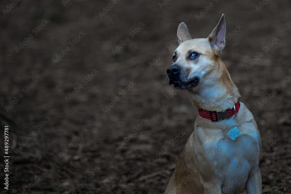 2022-02-24 A TAN AND WHITE SHEPARD MIX LOOKING LEFT WITH A WIDE EYE SUPRISED LOOK WEARING A RED COLLAR AT A OFF LEASH DOG AREA ON BAINBRIDGE ISLAND WASHINGTON
