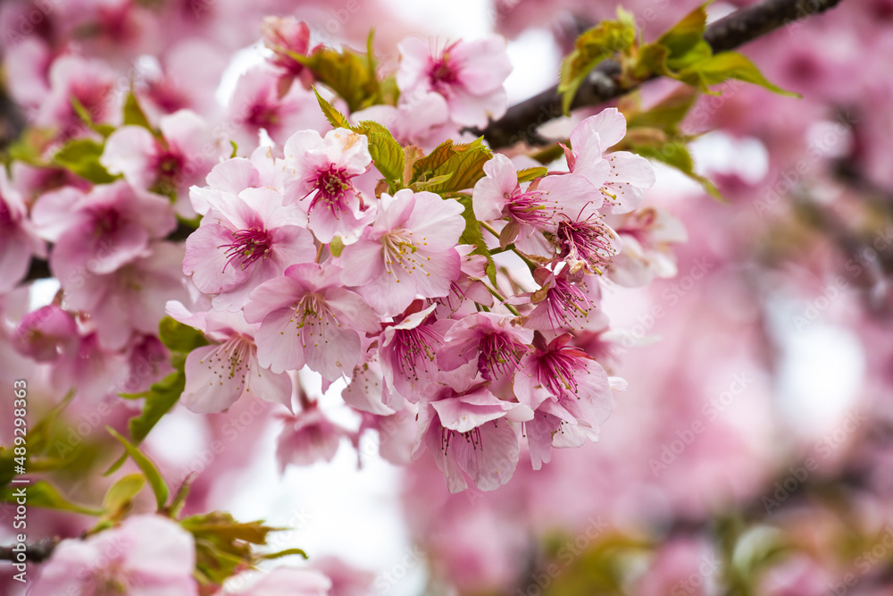 Fototapeta premium Plum or Ume in Japan is the sign of the beginning of the spring season
