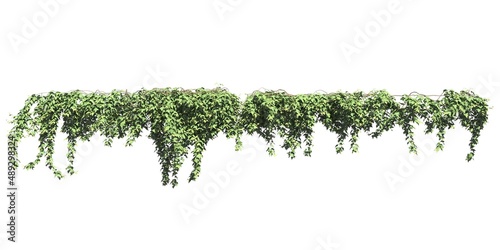 Papier peint Climbing plants creepers isolated on white background 3d illustration