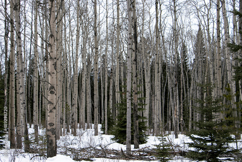texture style aspen birch trees making vertical pattern winter forest in the morning