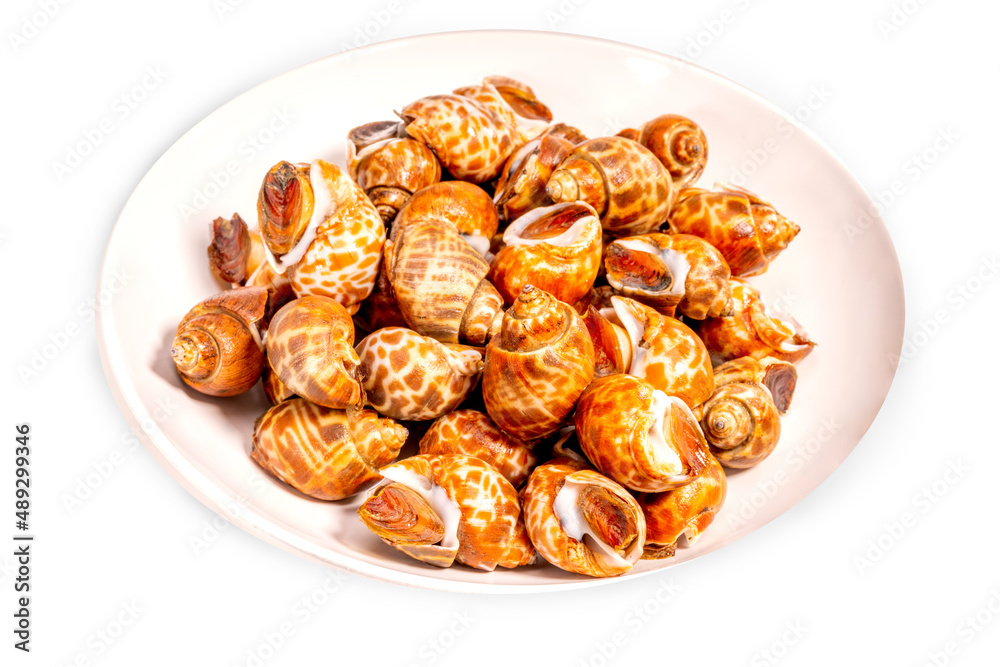 Fresh areola babylon or spotted babylon on white backgroundready to cook , Fresh areola babylon or spotted babylonon isolate on white with clipping path . Fresh areola babylon or spotted babylon on white backgroundready to cook , Fresh areola babylon or spotted babylonon isolate on white with clipping path .