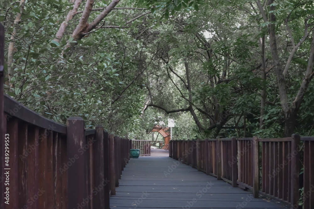 wooden bridge in the forest wooden bridge in the forest