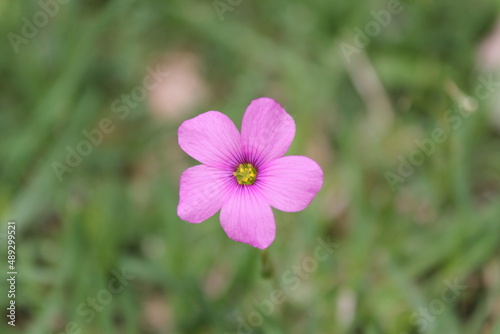 Flower in blurry background