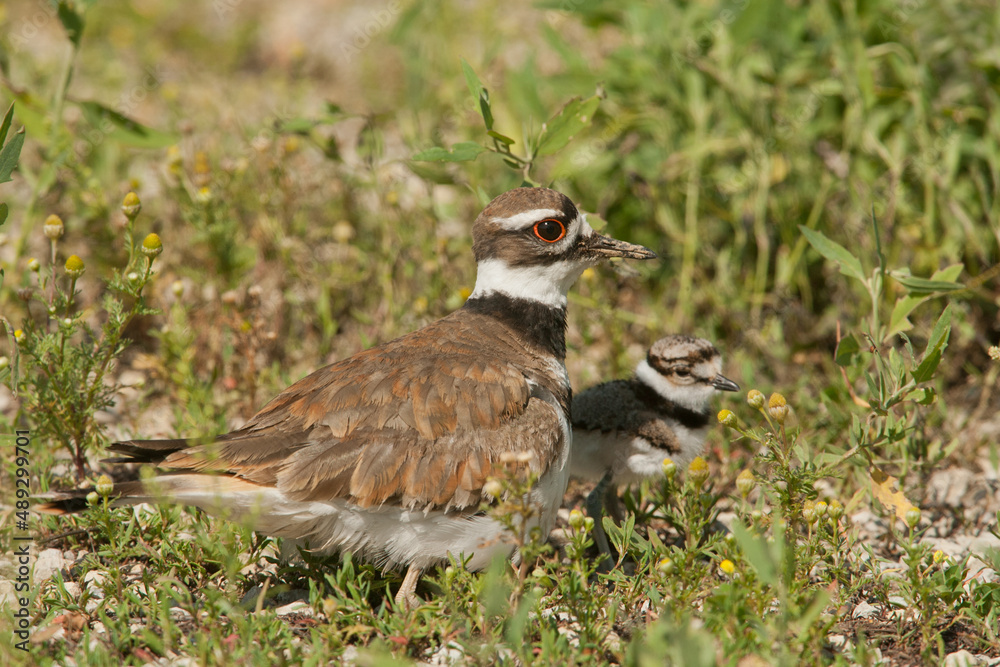 Killdeer adult and chick taken in southern MN