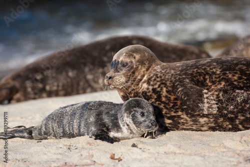 Harbor Seal taken in southern California photo