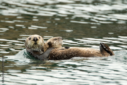 Sea Otter taken in Homer Alaska © Stan