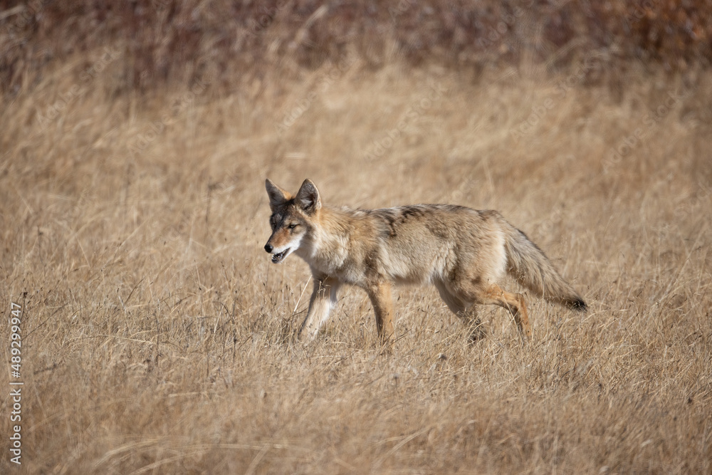 Coyote taken in Yellowstone NP Coyote taken in Yellowstone NP