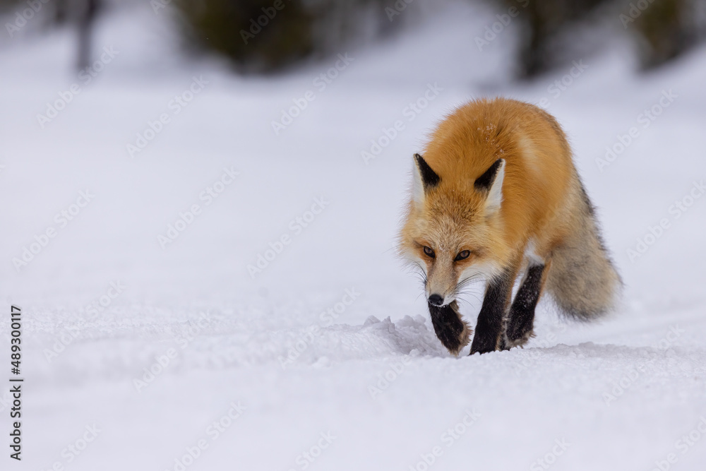 Red Fox in snow taken in Yellowstone NP Red Fox in snow taken in Yellowstone NP