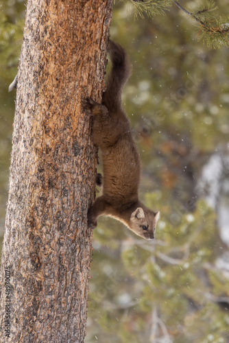 Pine Marten taken in Yellowstone National Park