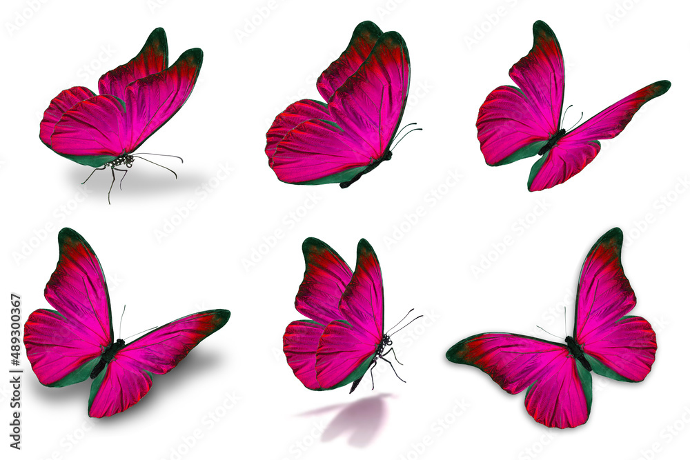 Fototapeta premium six mophor butterfly