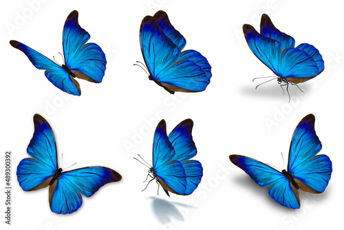 six mophor butterfly © thawats