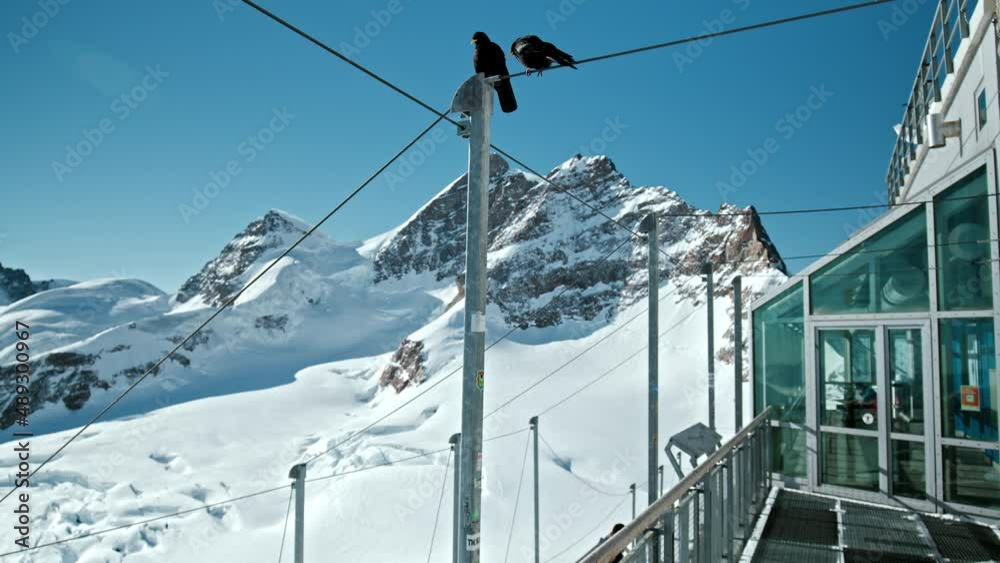 Black Birds of the Swiss Alps at Sphinx Observatory, Jungfraujoch Switzerland. Birds fly around tourists at a very high altitude during wintertime in Jungfrau Region. Black Birds of the Swiss Alps at Sphinx Observatory, Jungfraujoch Switzerland. Birds fly around tourists at a very high altitude during wintertime in Jungfrau Region.