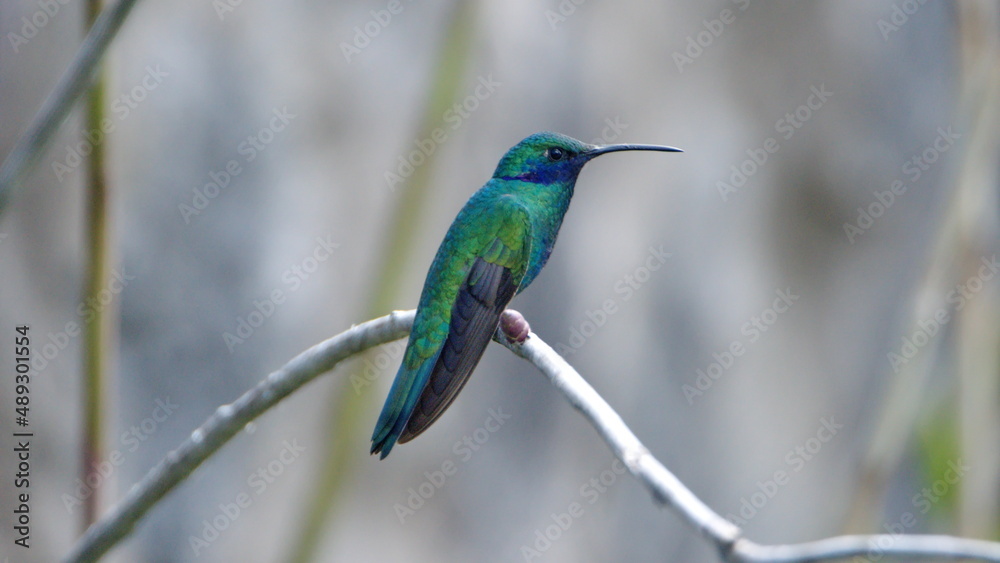 Fototapeta premium Sparkling violetear (Colibri coruscans) hummingbird perched on a branch in a garden in Cotacachi, Ecuador