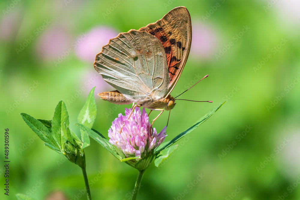 Obraz premium The dark green fritillary butterfly collects nectar on flower. Speyeria aglaja is a species of butterfly in the family Nymphalidae.