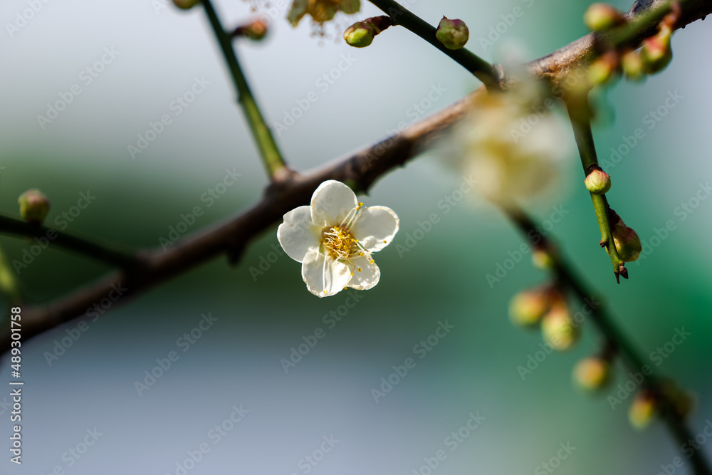 A plum blossom in full bloom. Many plum blossom buds. Close-up image. A plum blossom in full bloom. Many plum blossom buds. Close-up image.