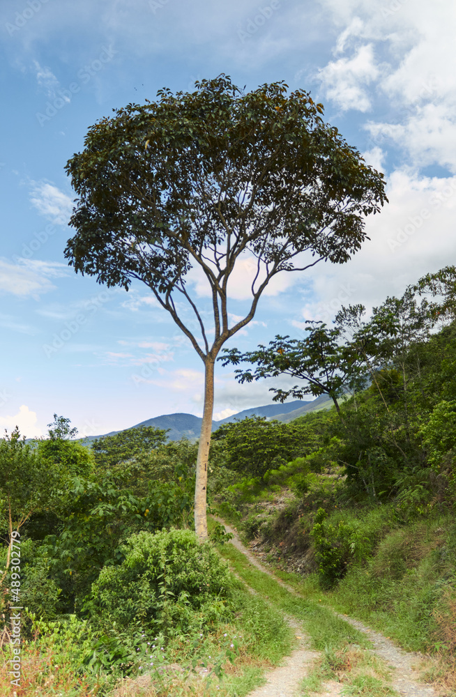Tall tree with green foliage on path in hilly terrain Tall tree with green foliage on path in hilly terrain