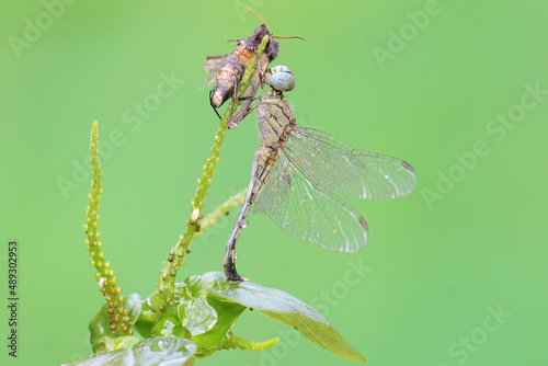 A chalky percher dragonfly is preying on a moth in the bushes. This insect has the scientific name Diplacodes trivialis.  photo