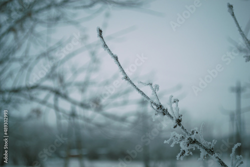 A branch covered with hoarfrost in a 20-degree frost against the background of other branches