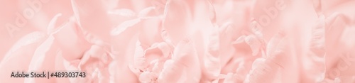 Tender pink closeup soft focus defocused flower abstract closeup long banner copy space. Happy birthday Mothers Valentines Day card or spring summer design long banner © taniasv