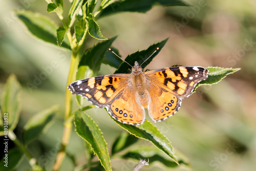 Painted Lady butterfly sunbathing on plant. Santa Clara County, California, USA. photo