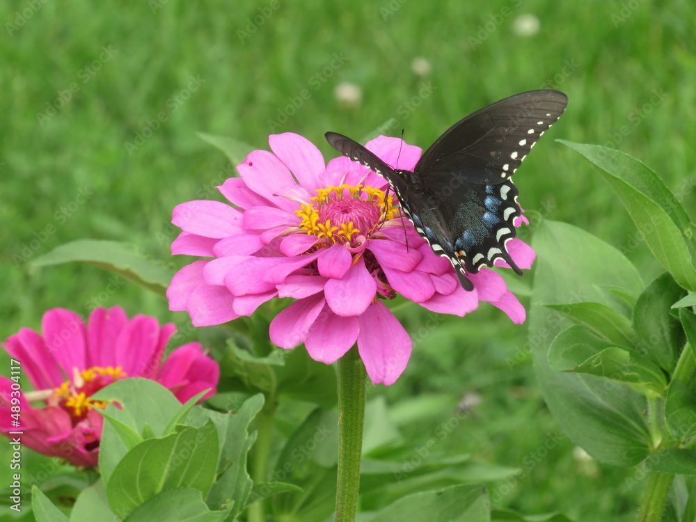 butterfly on flower