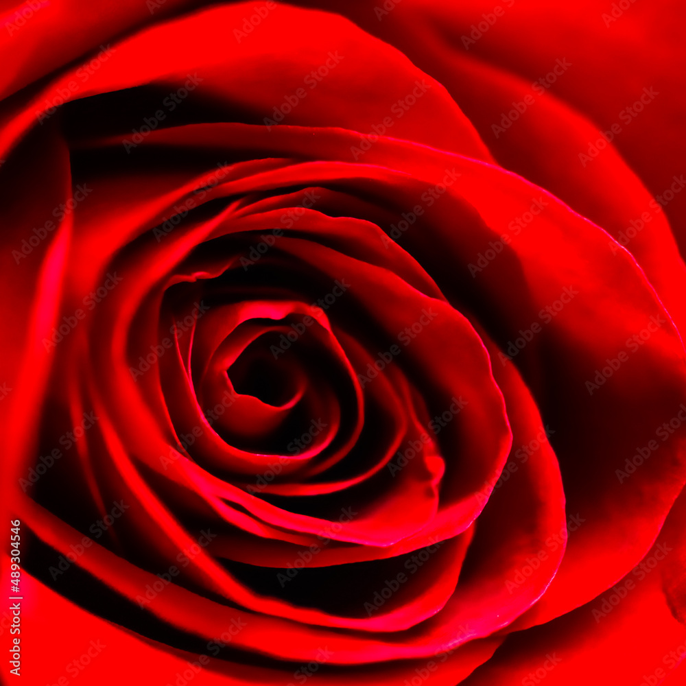 Red rose flower petals. Macro flowers background. Soft focus Red rose flower petals. Macro flowers background. Soft focus