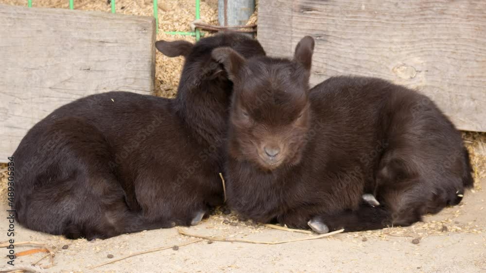 Pair of domesticated baby goats relaxing in a paddock on a farm - close-up Pair of domesticated baby goats relaxing in a paddock on a farm - close-up