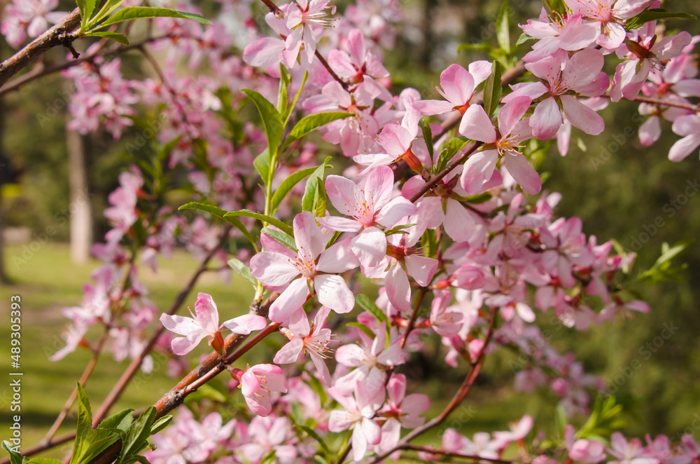 Beautiful Pink flowers background. Nature of pink flower in garden.