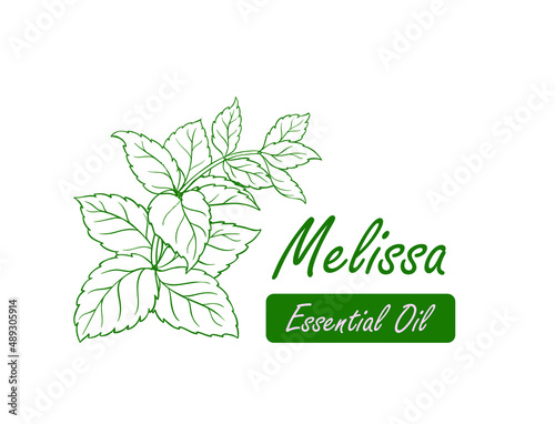 melissa essential oil line art, icon vector illustration 