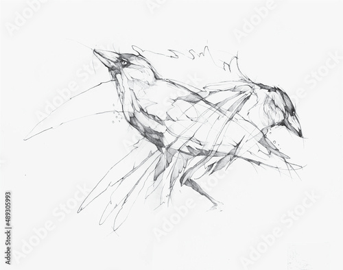 Raven bird art. Pencil hand drawn graphic
